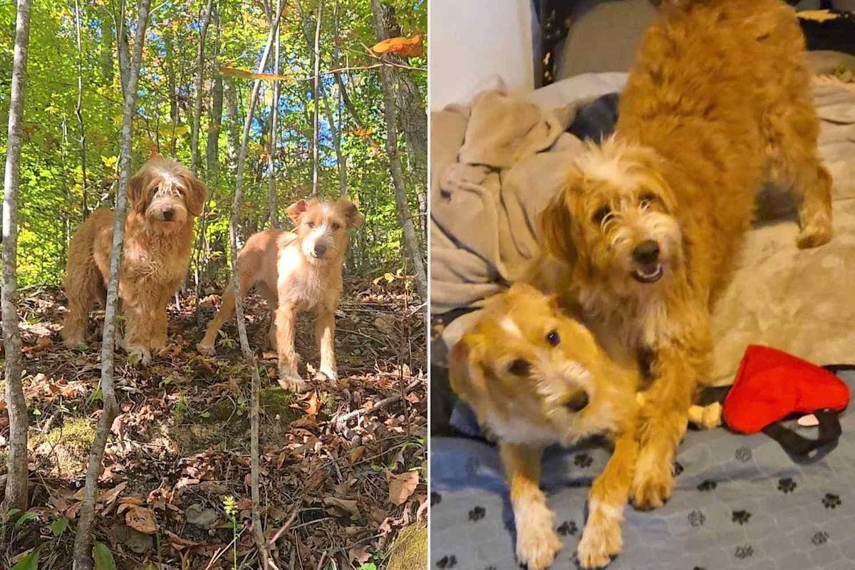 Viral Video Leads to Dog Rescue: Individual Initiative Saves Lives