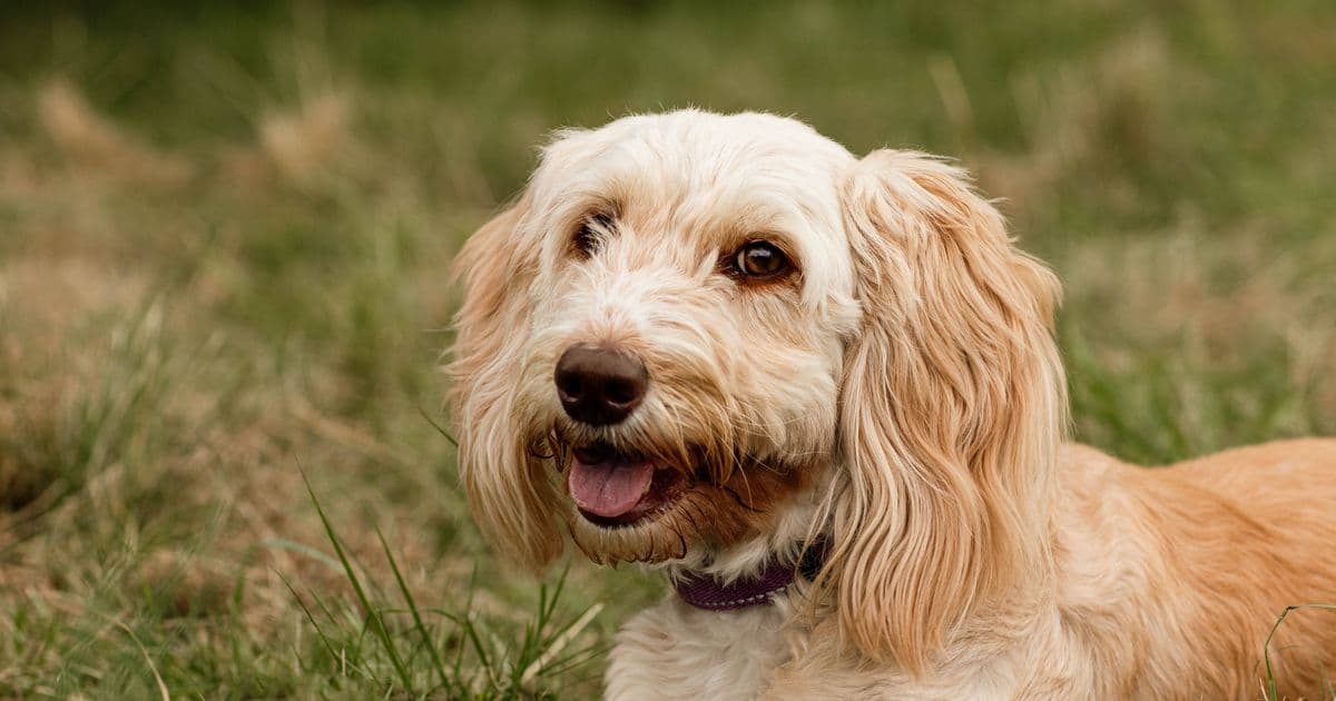 Designer Dogs Prove More Aggressive Than Expected, Study Shows